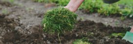 Faire un paillage avec la tonte de pelouse