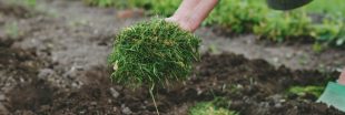 Faire un paillage avec la tonte de pelouse