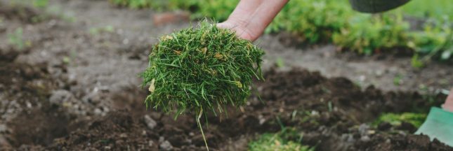 Quelle est la meilleure plante anti-taupe et les autres ? Quelle est la meilleure plante anti-taupe et les autres ?