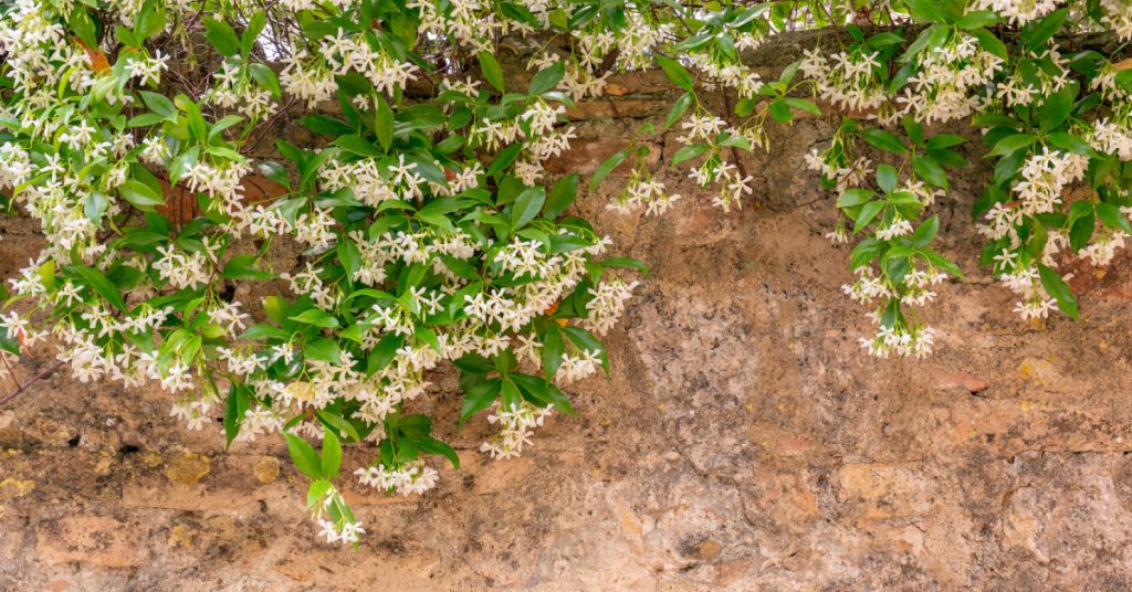 Jardin : quelles plantes pour camoufler un mur inesthétique ?