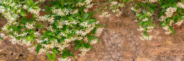 le jasmin étoilé pour cacher un mur moche