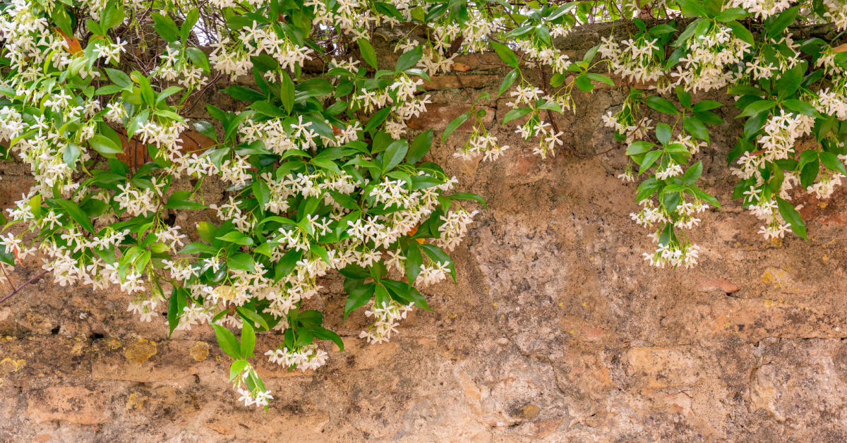 le jasmin étoilé pour cacher un mur moche