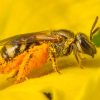 Journée mondiale des abeilles 2022 : volons à leur secours !