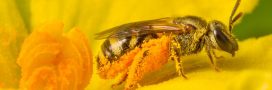 Journée mondiale des abeilles 2022 : volons à leur secours !