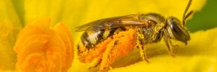 Journée mondiale des abeilles 2022 : volons à leur secours !