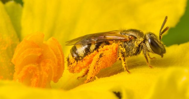 Journée mondiale des abeilles 2022 : volons à leur secours !
