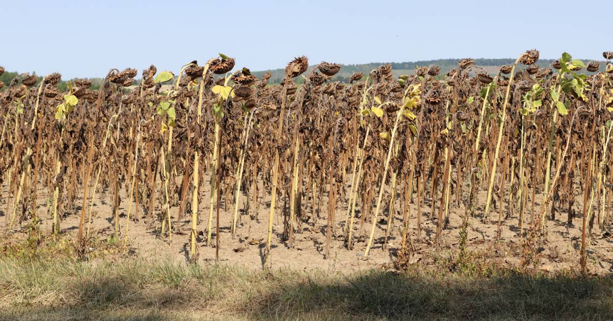 Sécheresse en France : votre département est-il concerné cet été 2022 ?