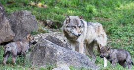 Loups en Haute-Savoie : les chasseurs chargés de les compter vont-ils en abattre plus ?