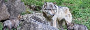 Loups en Haute-Savoie : les chasseurs chargés de les compter vont-ils en abattre plus ?