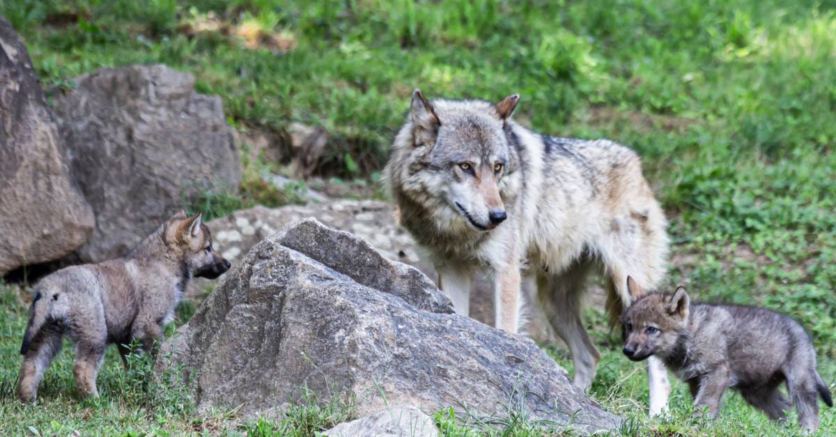 Loups en Haute-Savoie : les chasseurs chargés de les compter vont-ils en abattre plus ?