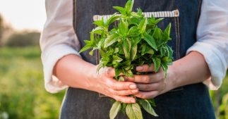 Comment faire pousser de la menthe (et en profiter) Comment faire pousser de la menthe (et en profiter)