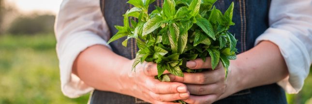 planter de la menthe