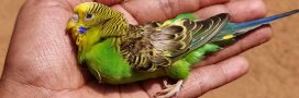 Inde et Pakistan : des températures mortelles et des oiseaux qui tombent par milliers