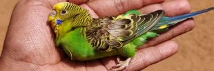 Inde et Pakistan : des températures mortelles et des oiseaux qui tombent...