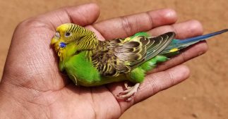 Inde et Pakistan : des températures mortelles et des oiseaux qui tombent par milliers Inde et Pakistan : des températures mortelles et des oiseaux qui tombent par milliers
