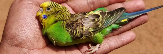 les oiseaux victimes de la canicule en inde
