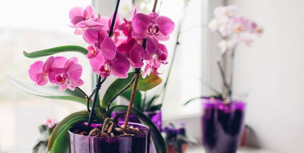 plante orchidée 