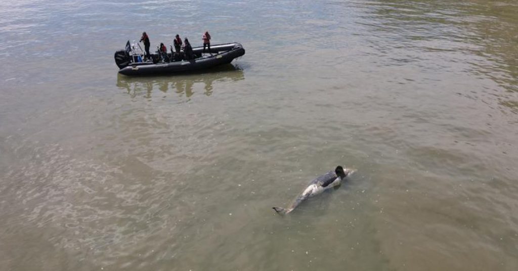 L’orque égarée dans la Seine est finalement décédée