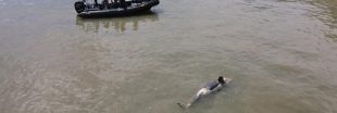 L'orque égarée dans la Seine est finalement décédée