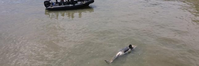 L'orque décédée dans la Seine.