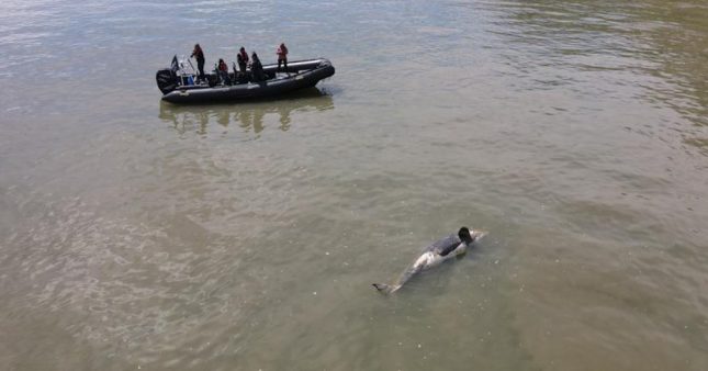 L'orque décédée dans la Seine.