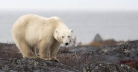 Canada : un ours blanc égaré finalement abattu par la police