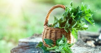 14 plantes sauvages comestibles : guide pratique 14 plantes sauvages comestibles : guide pratique