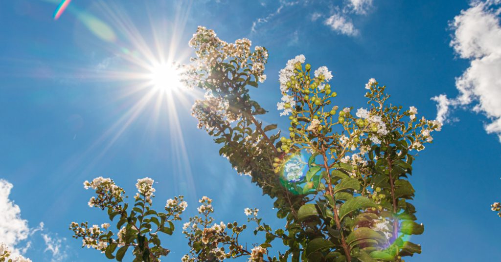 Comment protéger son jardin des fortes chaleurs ?