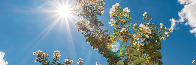 Protéger son jardin de la chaleur