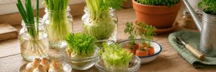 Jardinage : le « regrowing » pour faire repousser fruits et légumes à partir des restes ! Jardinage : le « regrowing » pour faire repousser fruits et légumes à partir des restes !