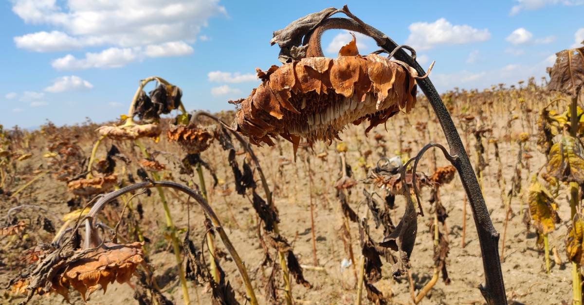 Sécheresse historique en France : 24 départements au-dessus du seuil d'alerte Sécheresse historique en France : 24 départements au-dessus du seuil d'alerte