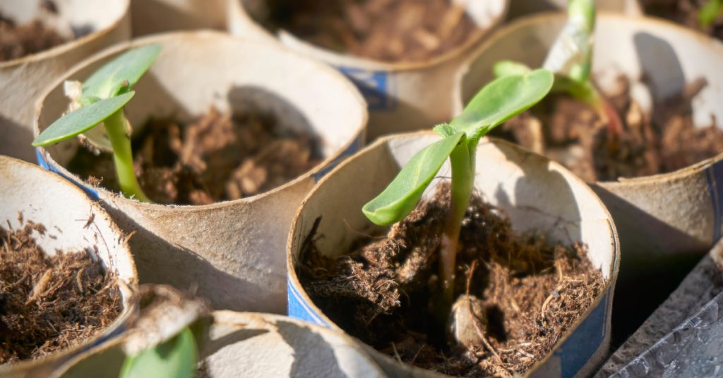 Astuce jardinage : plantez vos semis dans du papier toilette !