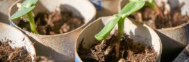 Astuce jardinage : plantez vos semis dans du papier toilette !