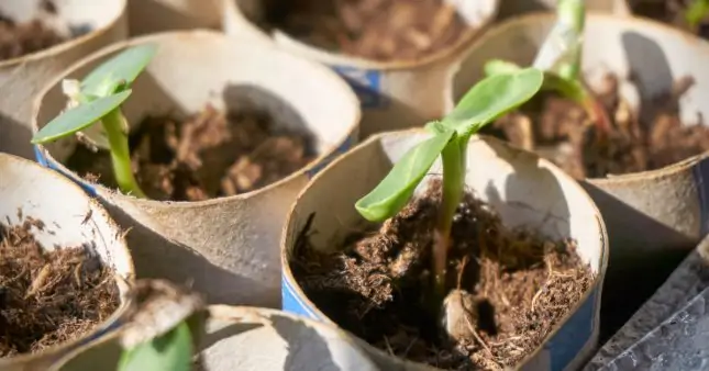 Astuce jardinage : plantez vos semis dans du papier toilette ! Semis-rouleaux-papier-toilette-645x338.jpg
