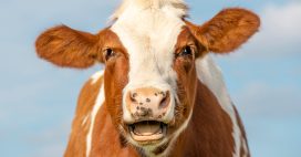 Nouvelle vache mutilée près de Roanne : un tueur en série sévit-il ?