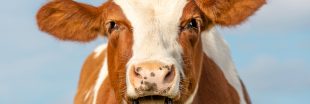 Nouvelle vache mutilée près de Roanne : un tueur en série sévit-il ?