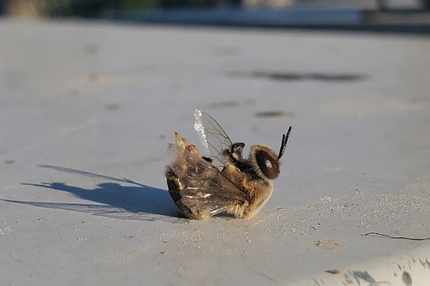 abeilles mortes chaleur