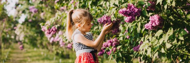 Un arbuste à croissance rapide