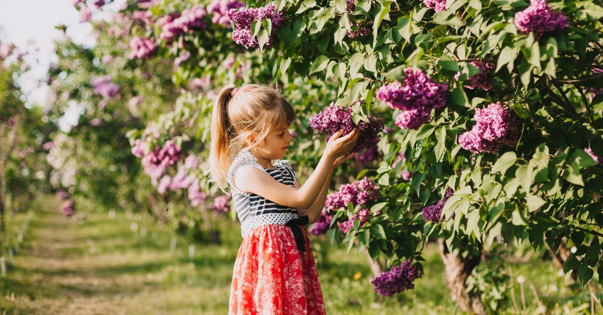 8 arbustes fleuris à croissance rapide pour embellir rapidement le jardin
