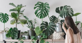 Arroser les plantes pendant les vacances : nos astuces faciles ! Arroser les plantes pendant les vacances : nos astuces faciles !