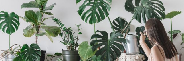 Arroser les plantes pendant les vacances