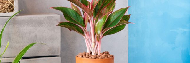 Aurore plante anti insectes