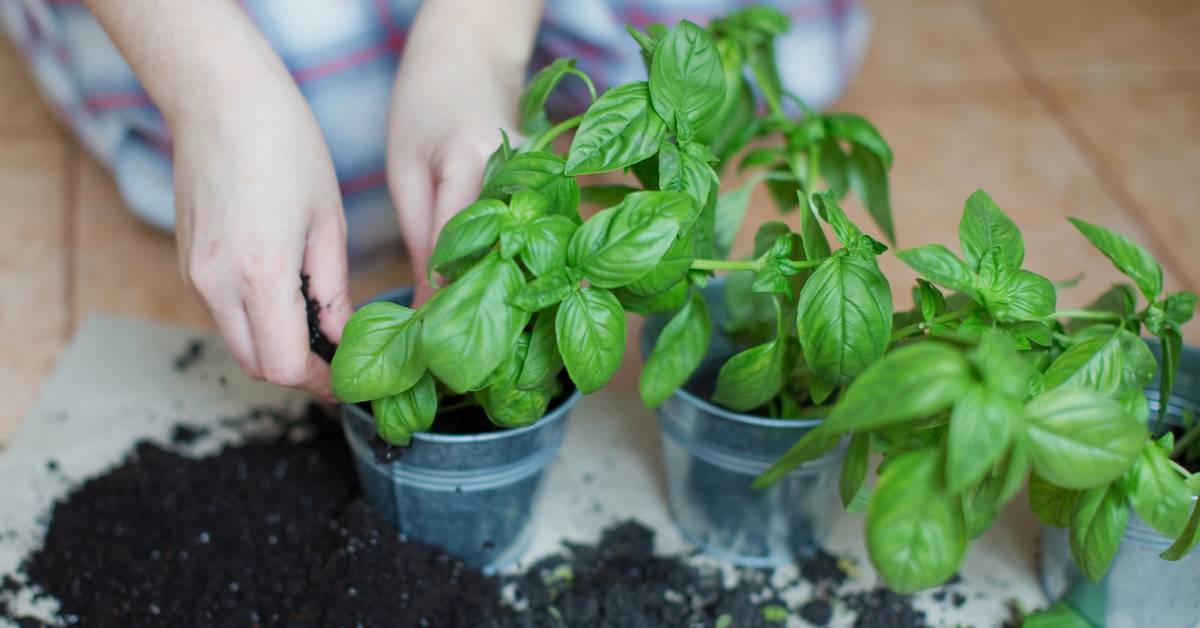 Plantes aromatiques : comment les couper pour favoriser de nouvelles pousses ?