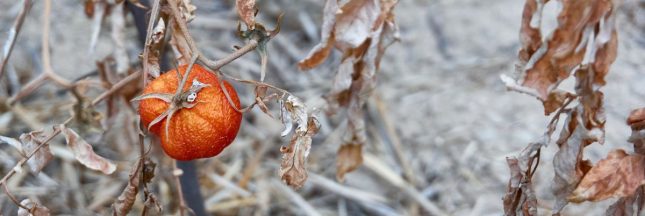 Protéger son potager de la chaleur