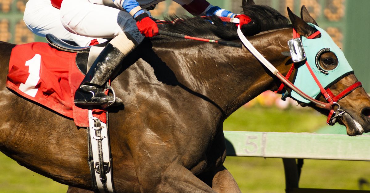 Violences, euthanasies... Pourquoi il faut boycotter les courses hippiques