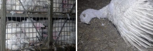 L214, un élevage de dindes en Bretagne