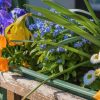 6 fleurs de balcon qui durent longtemps ! 6 fleurs de balcon qui durent longtemps !