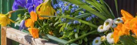 6 fleurs de balcon qui durent longtemps ! 6 fleurs de balcon qui durent longtemps !