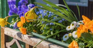 6 fleurs de balcon qui durent longtemps !