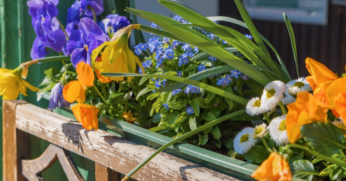 6 fleurs de balcon qui durent longtemps ! 6 fleurs de balcon qui durent longtemps !